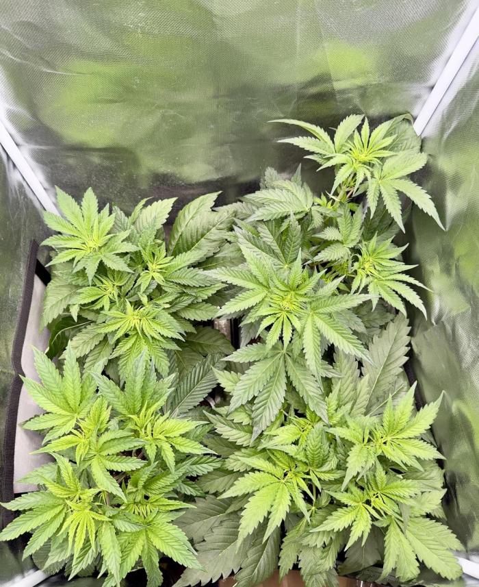 Cherry Mac muffin e og kush. Week 4 - A sinistra og kush a destra cherry Mac muffin 