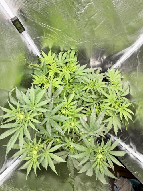 Cherry Mac muffin e og kush. Week 5 - Due cherry sono indietro,l’altra è all'inizio dell terza settimana di fioritura 