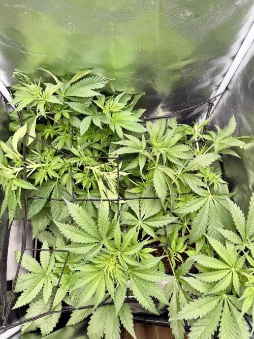 Cherry Mac muffin e og kush. Week 5 - Due og kush e una Epic buzz 