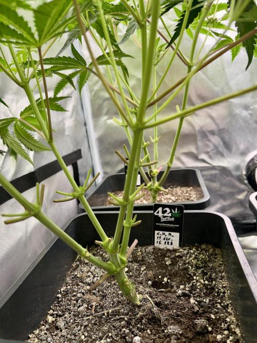 Cherry Mac muffin e og kush. Week 6 - Cherry