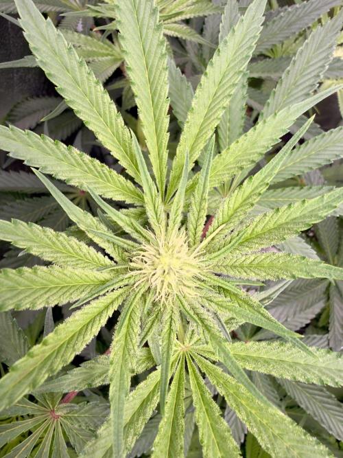 Cherry Mac muffin e og kush. Week 6 - Cherry