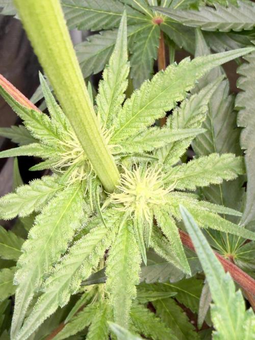 Cherry Mac muffin e og kush. Week 6 - Cherry