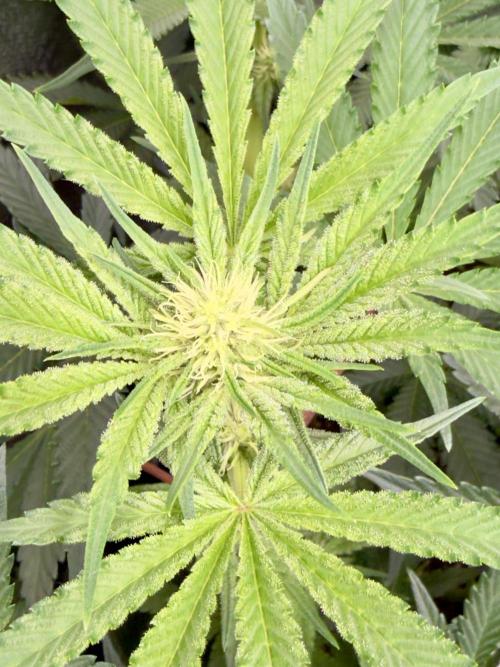 Cherry Mac muffin e og kush. Week 6 - Cherry