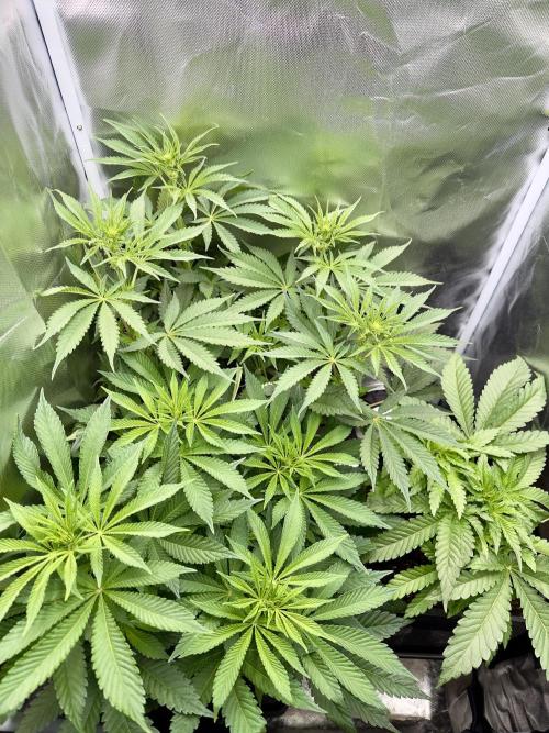 Cherry Mac muffin e og kush. Week 6 - Og kush