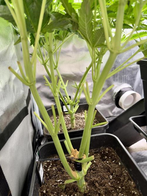 Cherry Mac muffin e og kush. Week 6 - Og kush