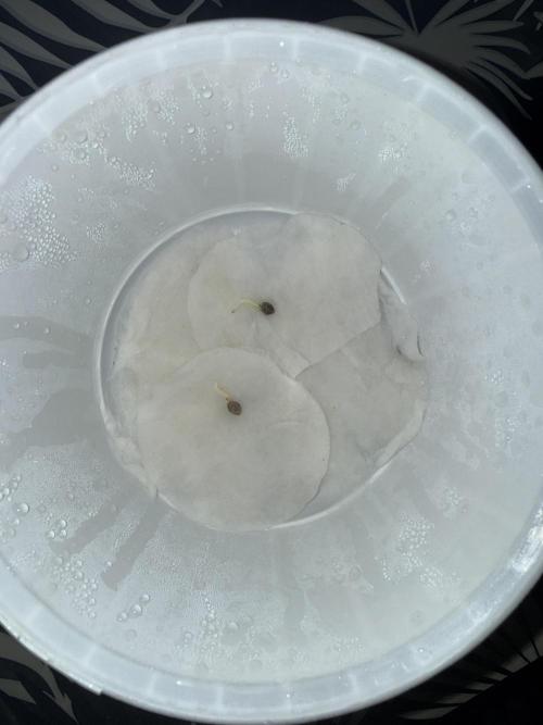 Cherry essence silent seeds. Week 0