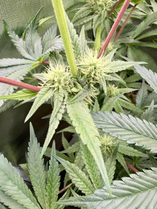 Cherry Mac muffin e og kush. Week 7