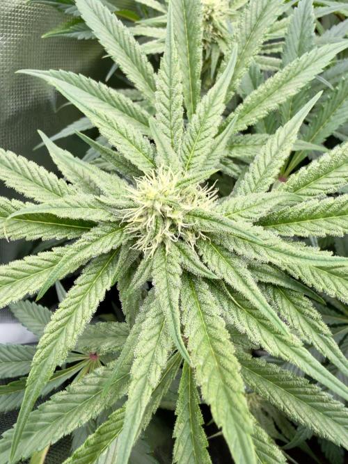 Cherry Mac muffin e og kush. Week 7