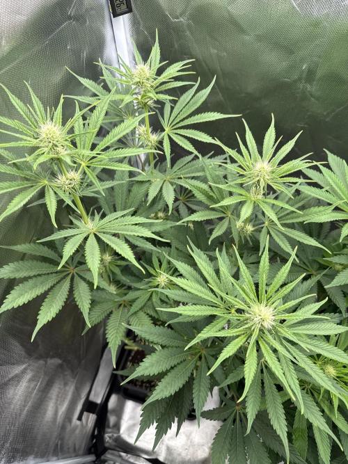 Cherry Mac muffin e og kush. Week 7 - Og kush 