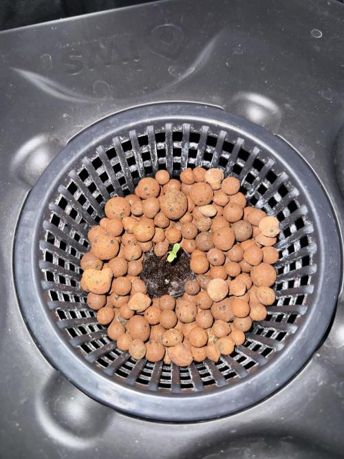 Cherry essence silent seeds. Week 0