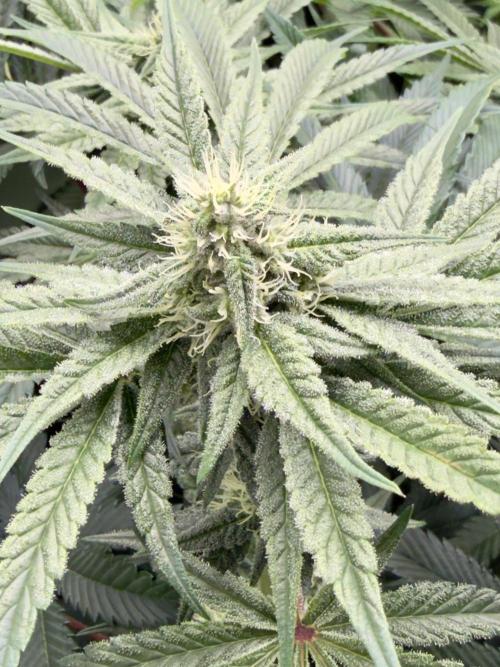 Cherry Mac muffin e og kush. Week 8 - Cherry quinta settimana 