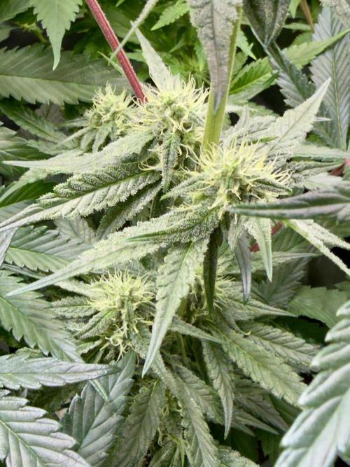 Cherry Mac muffin e og kush. Week 8 - Cherry quinta settimana 