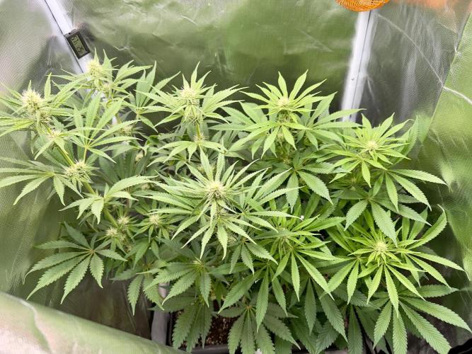 Cherry Mac muffin e og kush. Week 8 - Og kush