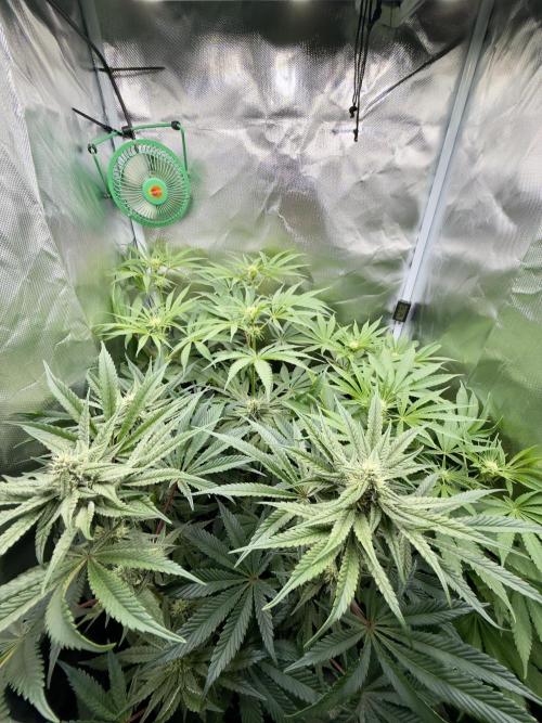 Cherry Mac muffin e og kush. Week 8 - Cherry