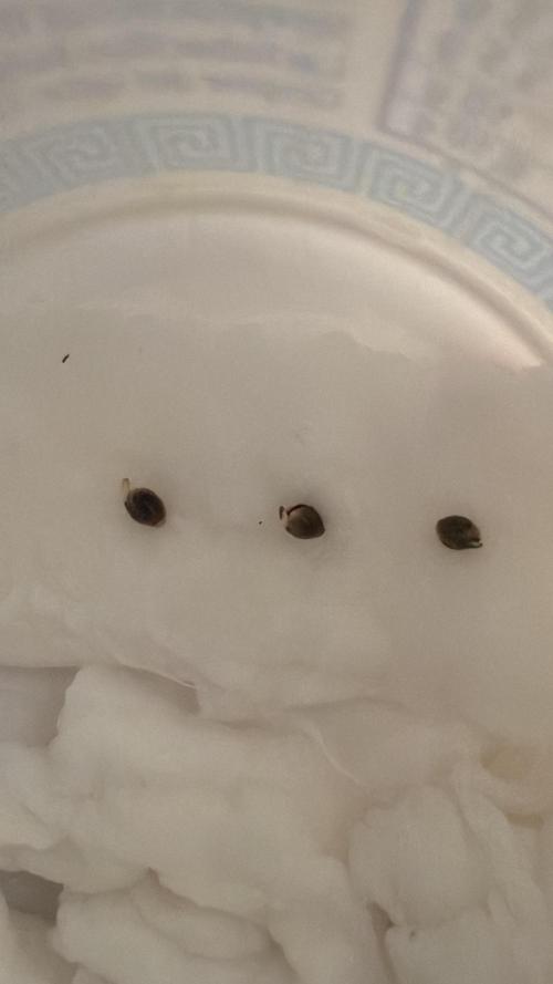 Sugar rock silent seeds feat cookies. Week 0