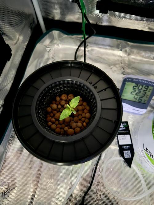 Cherry essence silent seeds. Week 1