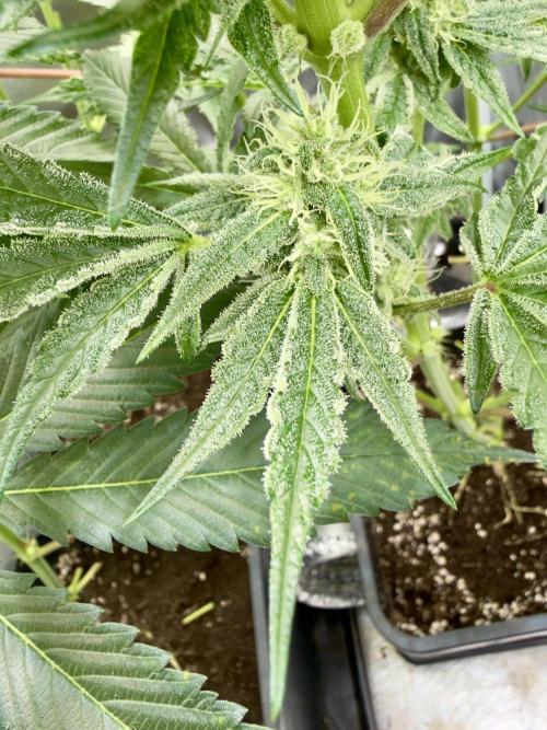 Cherry Mac muffin e og kush. Week 8 - Cherry 