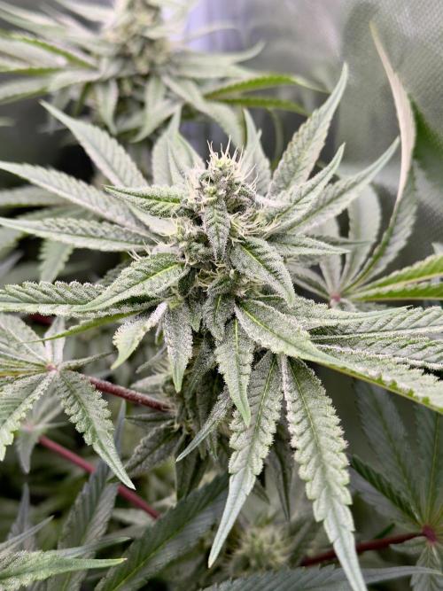 Cherry Mac muffin e og kush. Week 8 - Cherry 