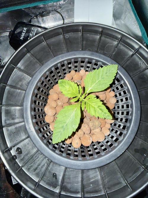 Cherry essence silent seeds. Week 2