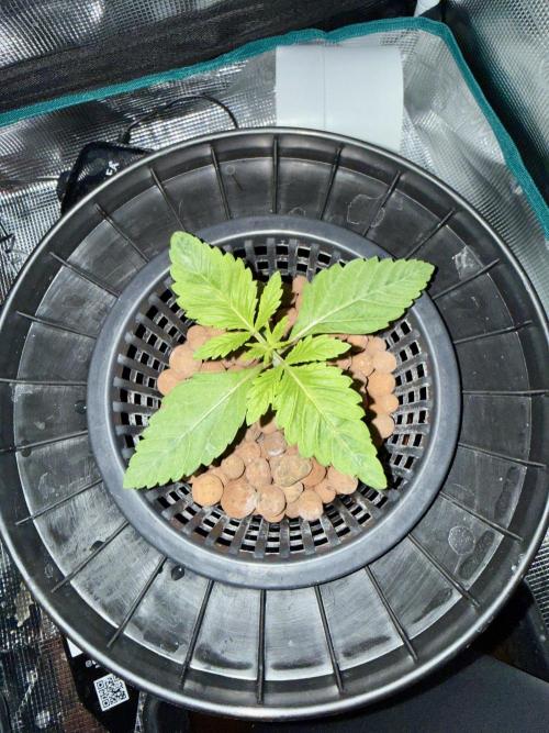Cherry essence silent seeds. Week 2