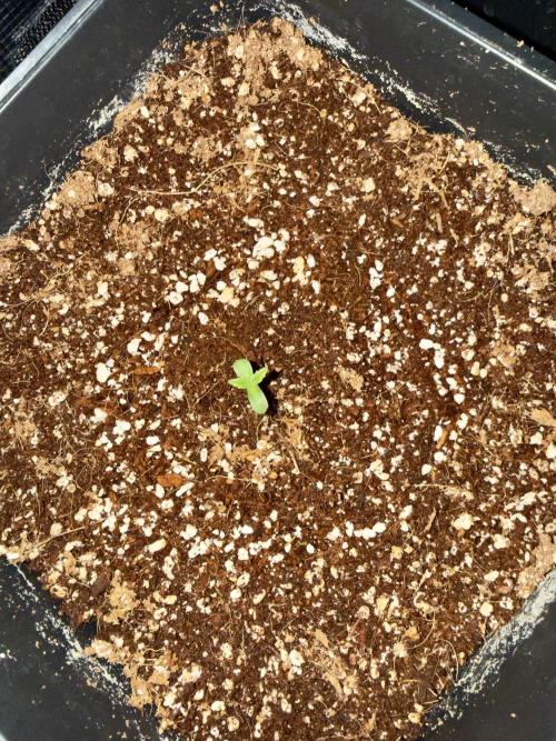 Sugar rock silent seeds feat cookies. Week 1