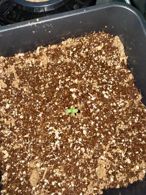 Sugar rock silent seeds feat cookies. Week 1