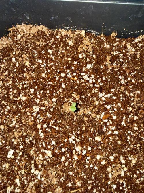 Sugar rock silent seeds feat cookies. Week 1