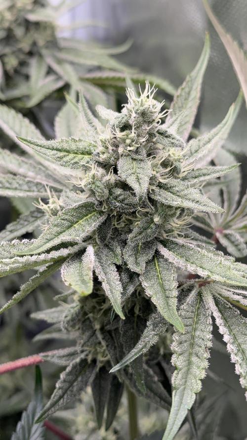 Cherry Mac muffin e og kush. Week 9 - Cherry