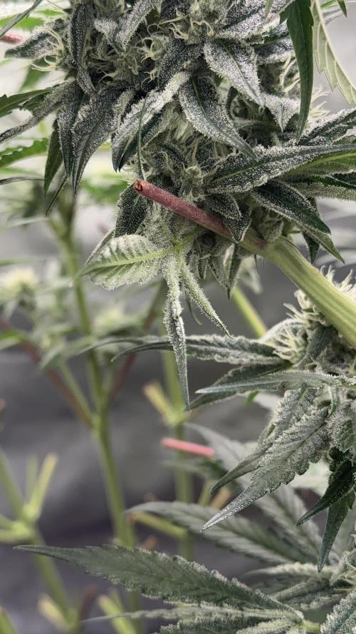 Cherry Mac muffin e og kush. Week 9 - Cherry
