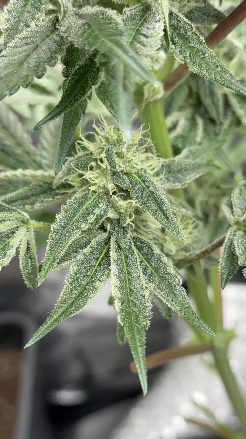Cherry Mac muffin e og kush. Week 9 - Cherry