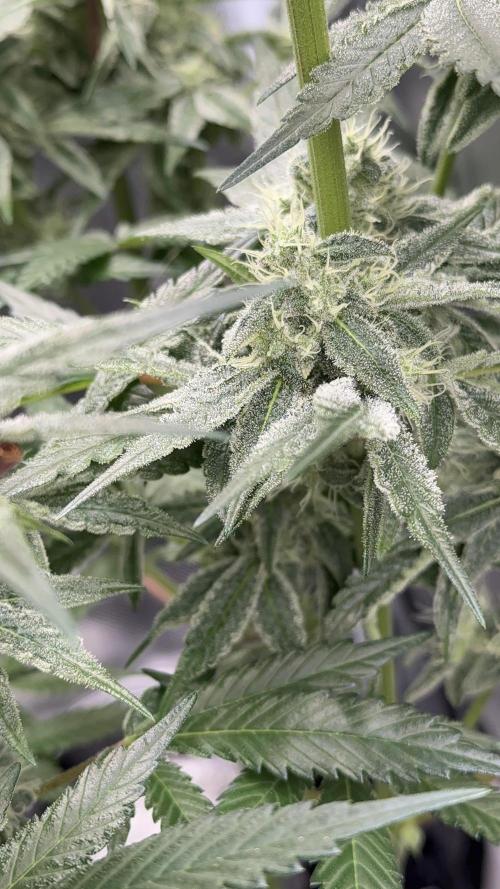 Cherry Mac muffin e og kush. Week 9 - Cherry