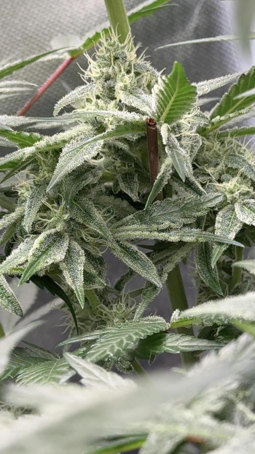 Cherry Mac muffin e og kush. Week 9 - Cherry