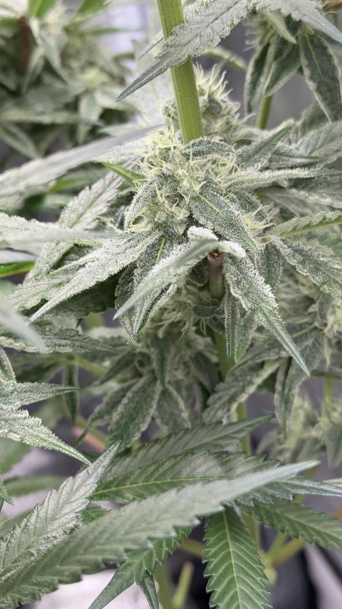 Cherry Mac muffin e og kush. Week 9 - Cherry