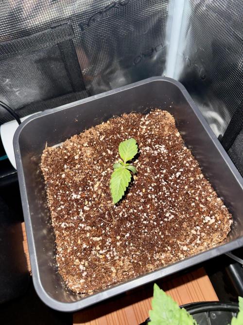 Sugar rock silent seeds feat cookies. Week 2