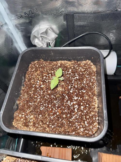 Sugar rock silent seeds feat cookies. Week 2