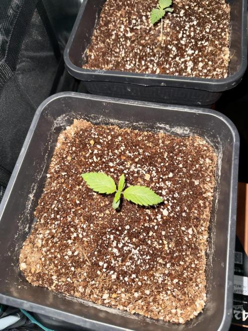 Sugar rock silent seeds feat cookies. Week 2