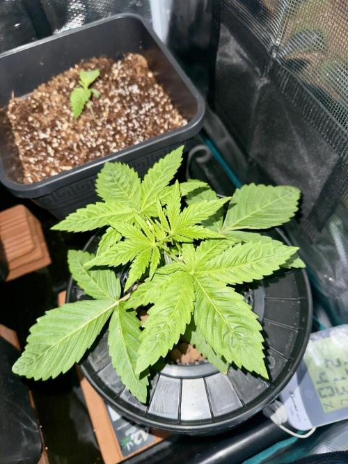 Cherry essence silent seeds. Week 3