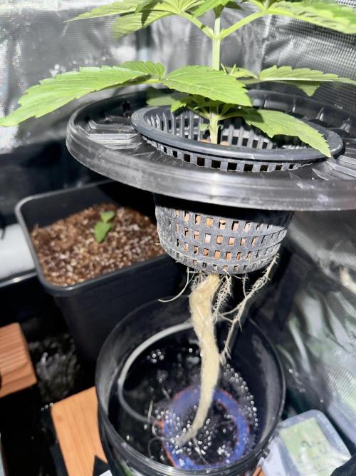 Cherry essence silent seeds. Week 3