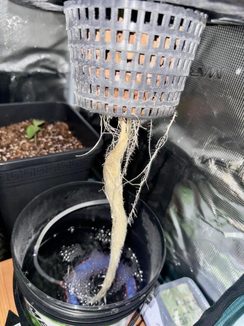Cherry essence silent seeds. Week 3