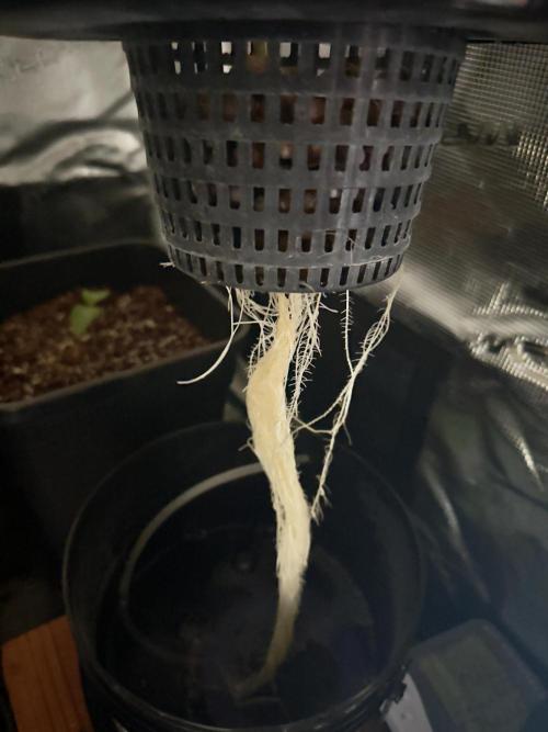 Cherry essence silent seeds. Week 3