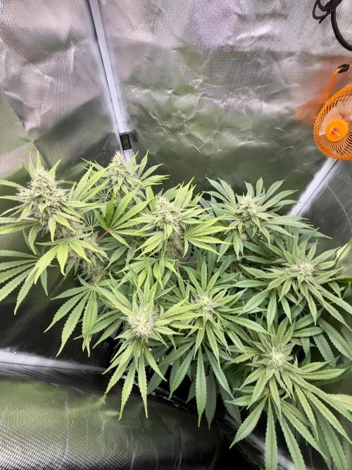 Cherry Mac muffin e og kush. Week 9 - Og 