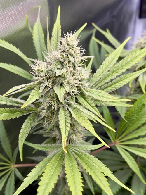 Cherry Mac muffin e og kush. Week 9 - Og 