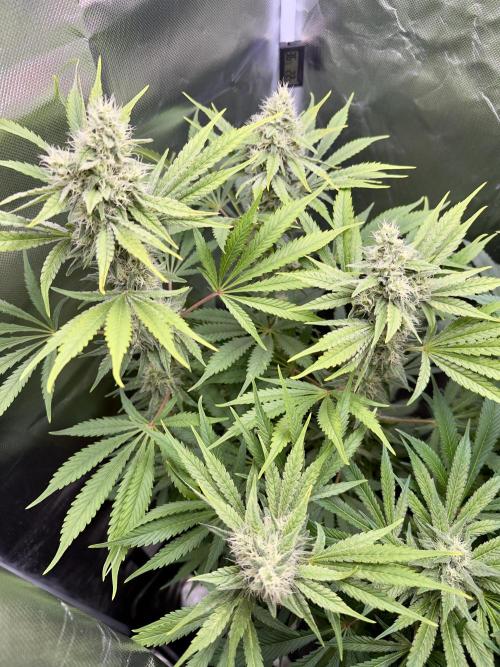 Cherry Mac muffin e og kush. Week 9 - Og