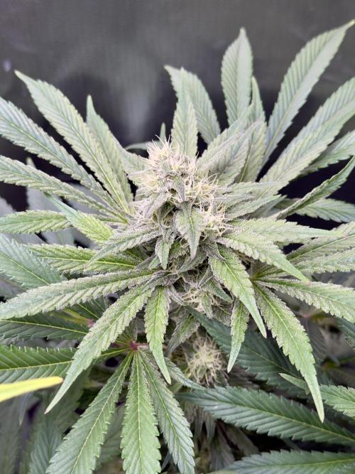 Cherry Mac muffin e og kush. Week 9 - Og