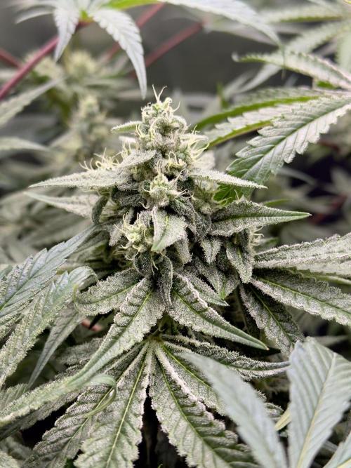 Cherry Mac muffin e og kush. Week 9 - Cherry 