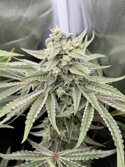 Cherry Mac muffin e og kush. Week 9 - Cherry