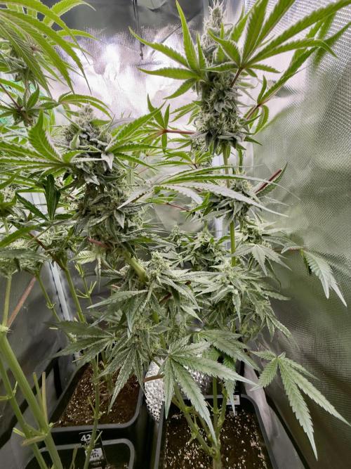 Cherry Mac muffin e og kush. Week 9 - Cherry
