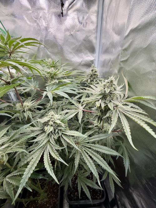 Cherry Mac muffin e og kush. Week 9 - Cherry
