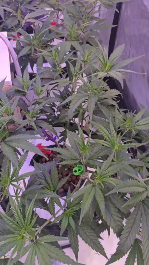 Super Lemon Haze (RDWC /SCrOG)