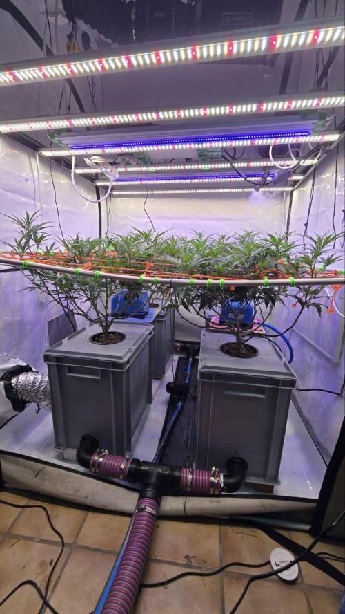 Super Lemon Haze (RDWC /SCrOG). Week 6